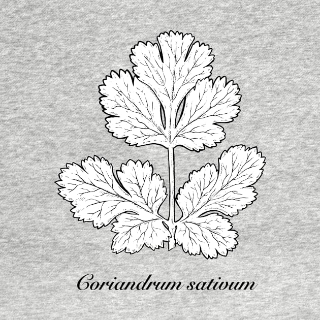 Coriandrum sativum - Coriander or cilantro. by bangart